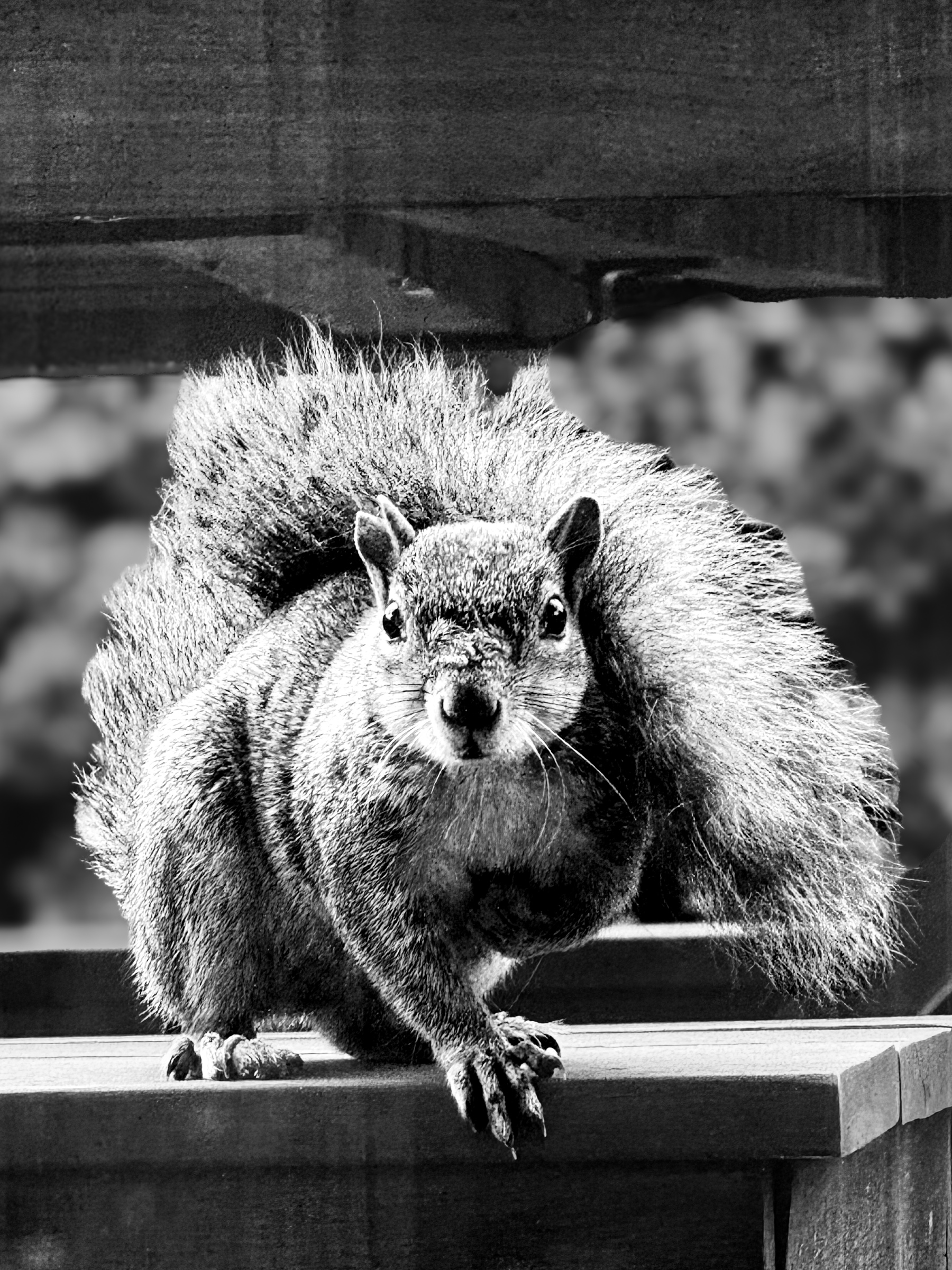 Squirrel crouching on a bench with tail fanned out — South Pasadena, California