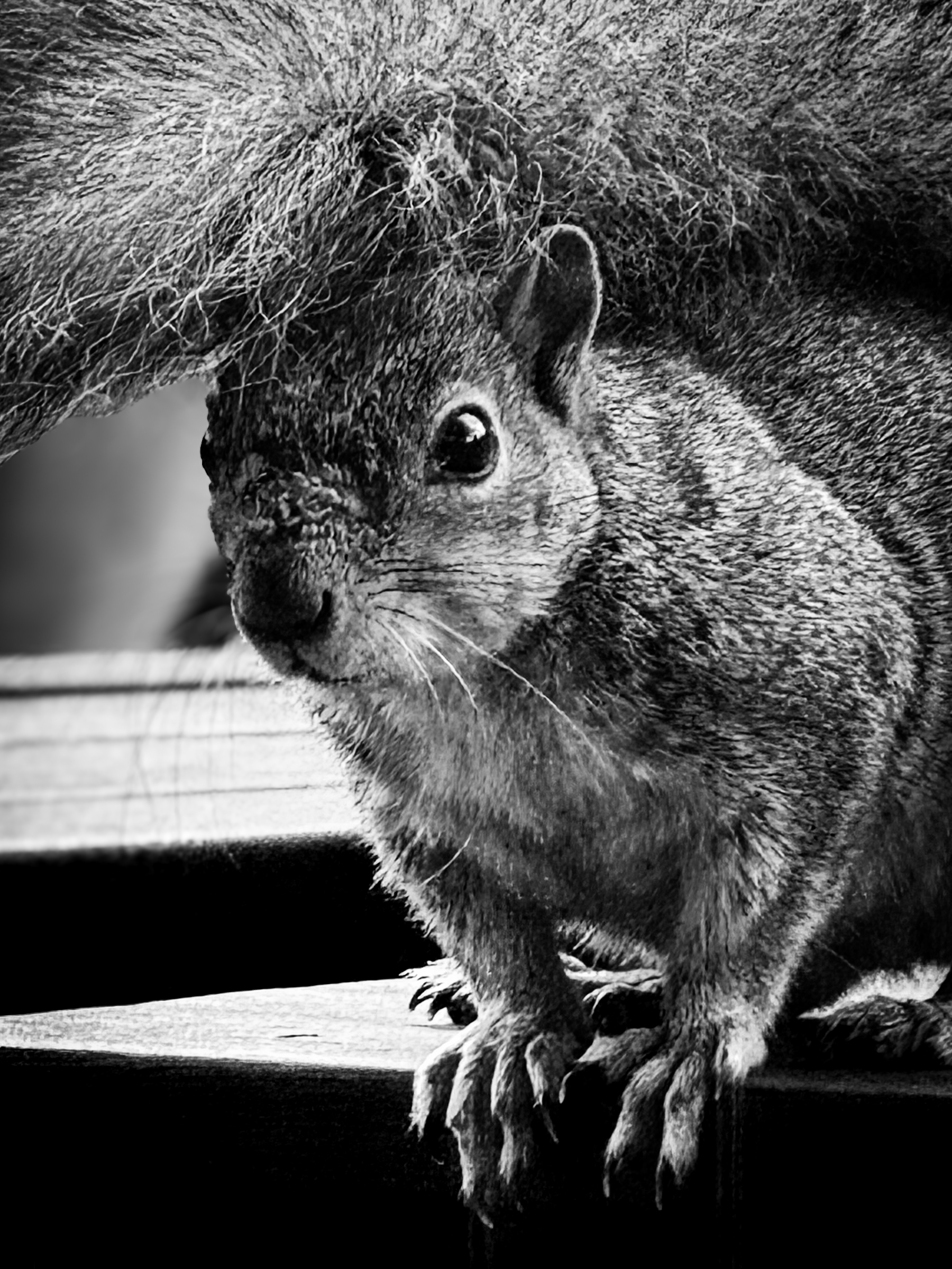 Squirrel crouching on a bench with tail fanned out, three-quarter view — South Pasadena, California