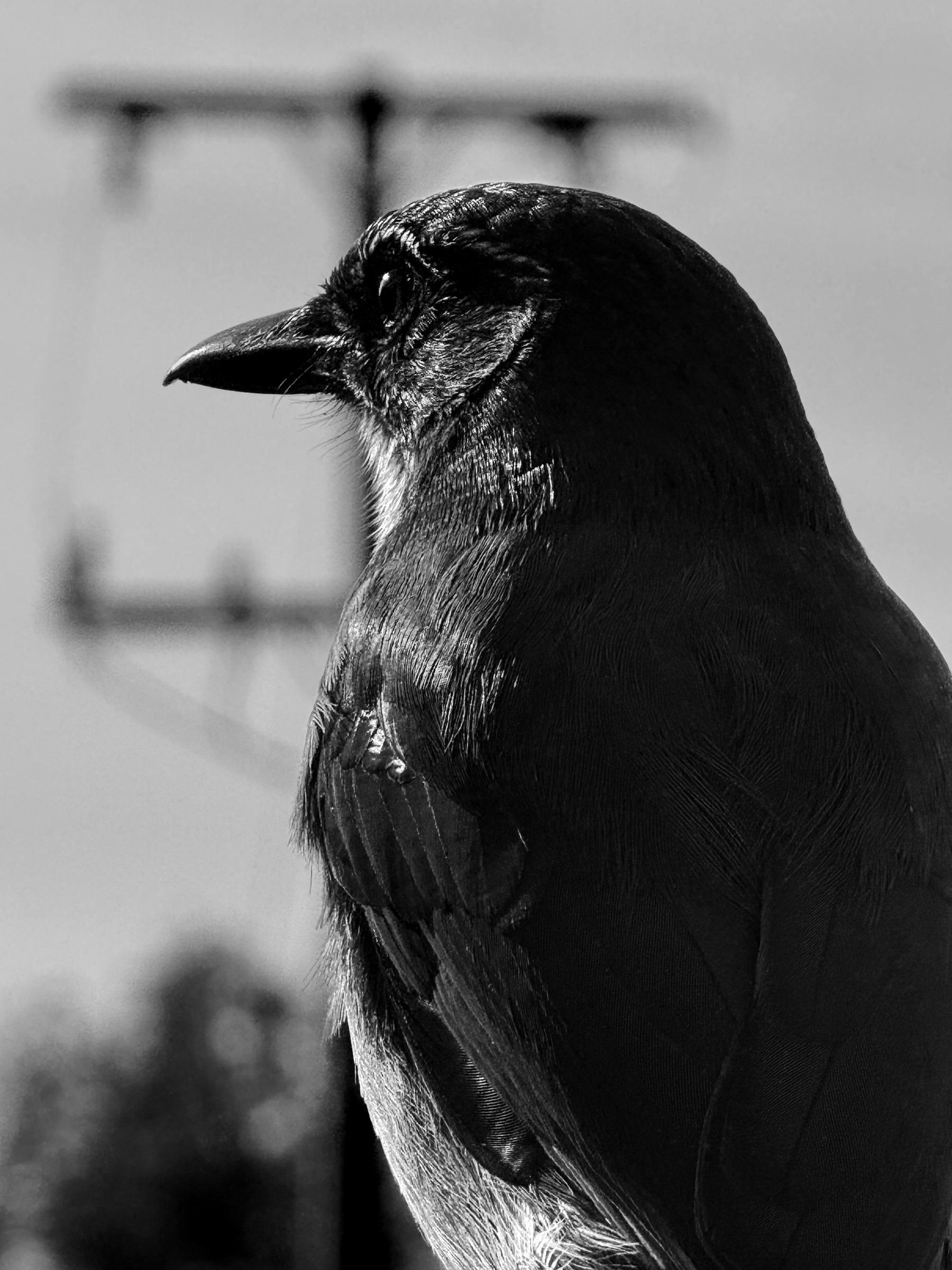 Crow perched on a telephone pole against open sky — South Pasadena, California