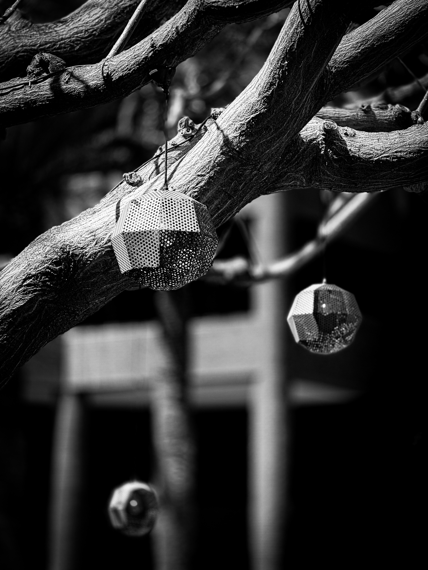 Courtyard tree, tight crop — Costa Mesa, California