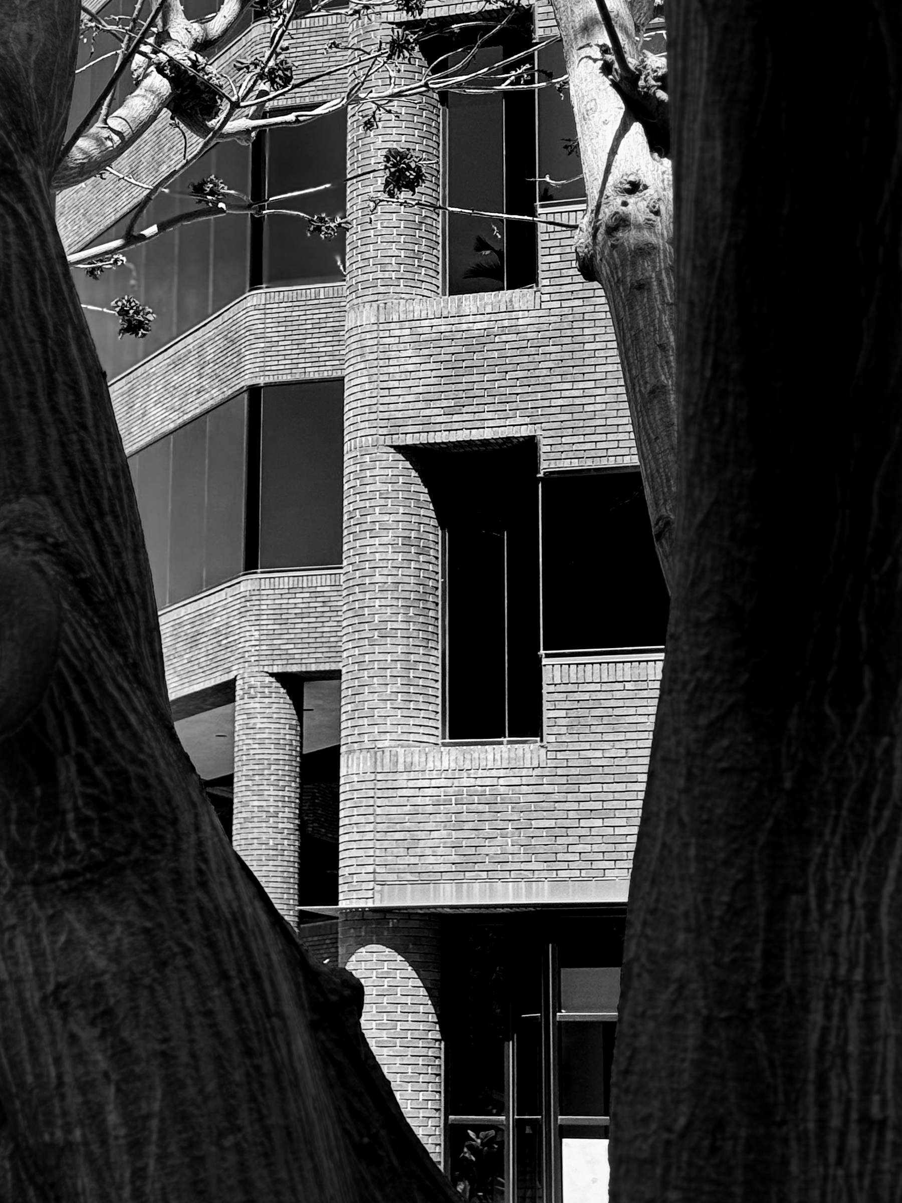 Modern architecture framed through tree branches — Costa Mesa, California