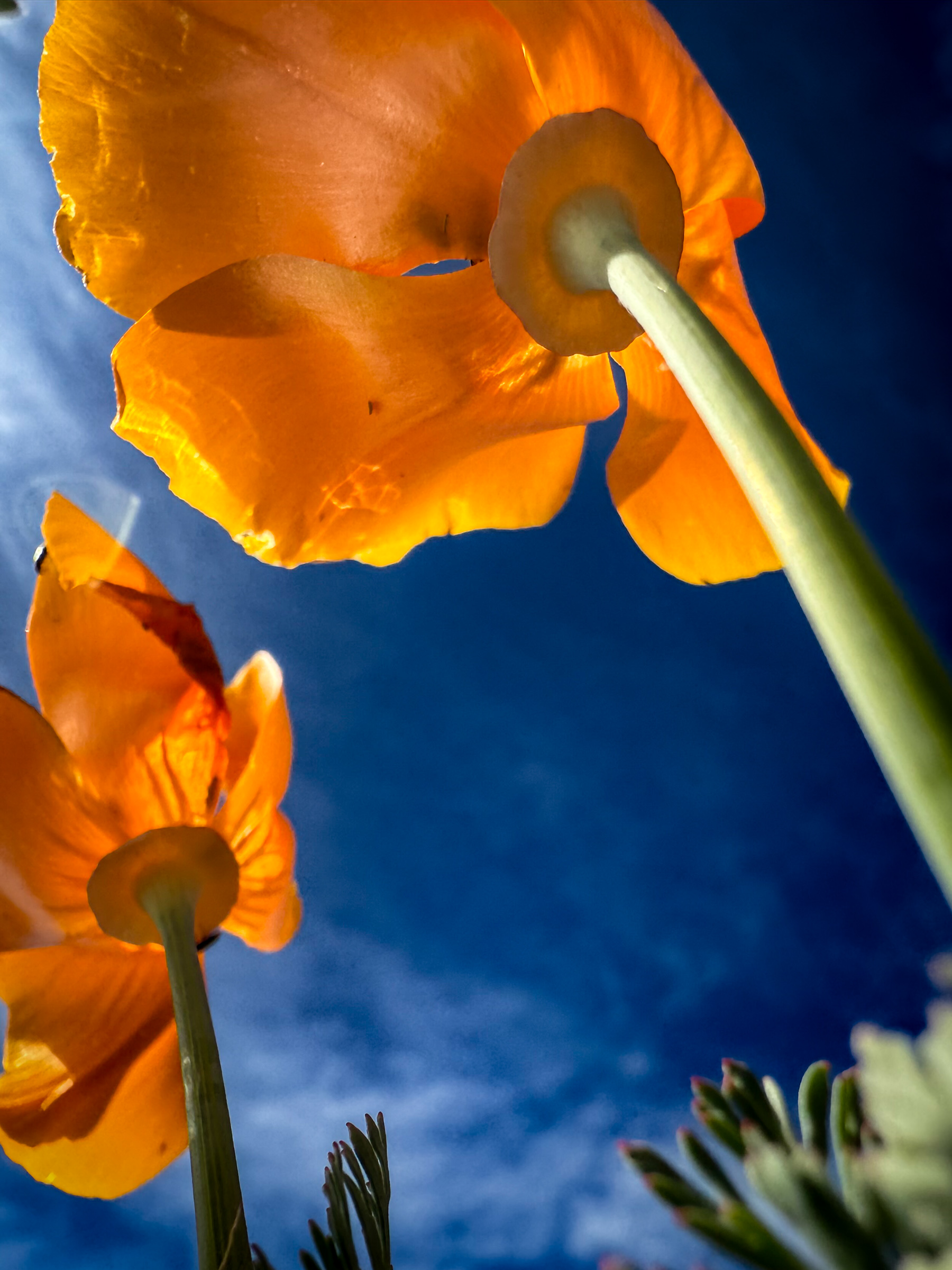 California poppy blooms, color, overhead view — Antelope Valley, California