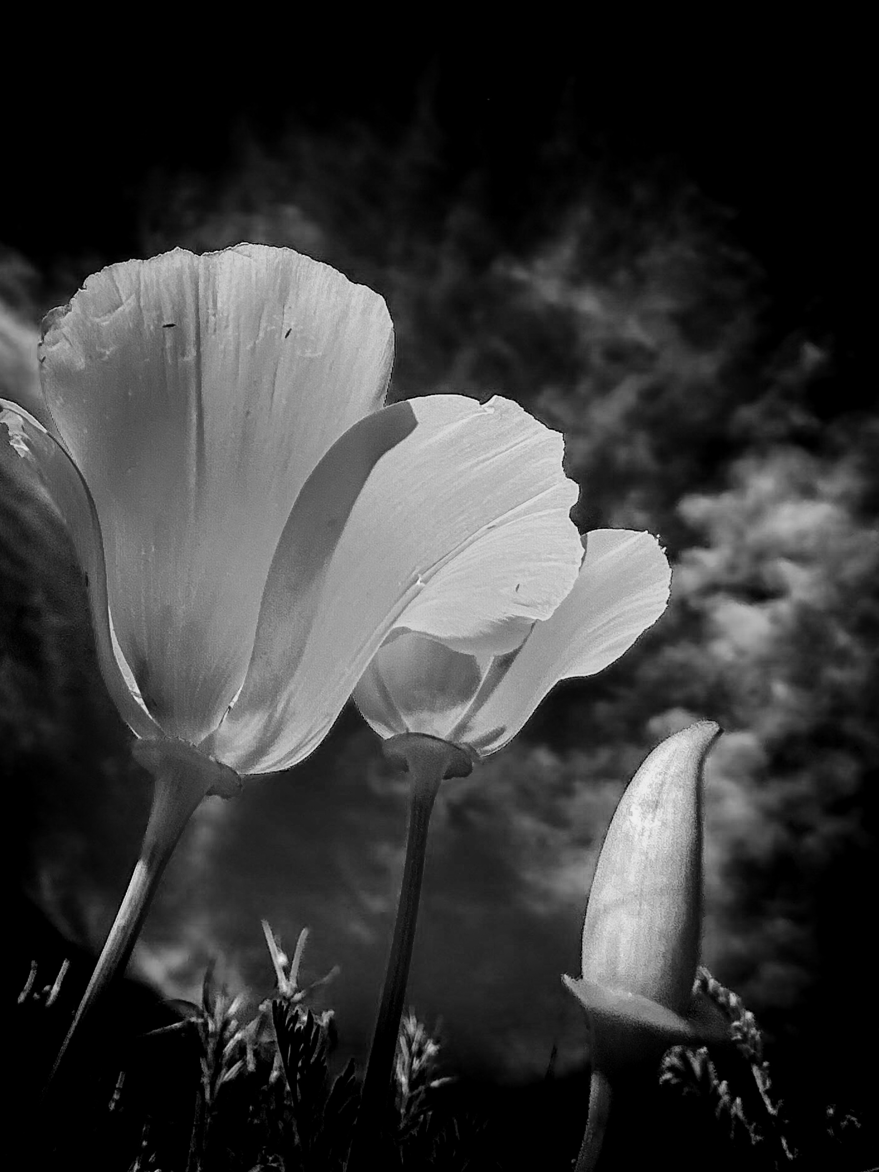 California poppy blooms, alternate crop — Antelope Valley, California