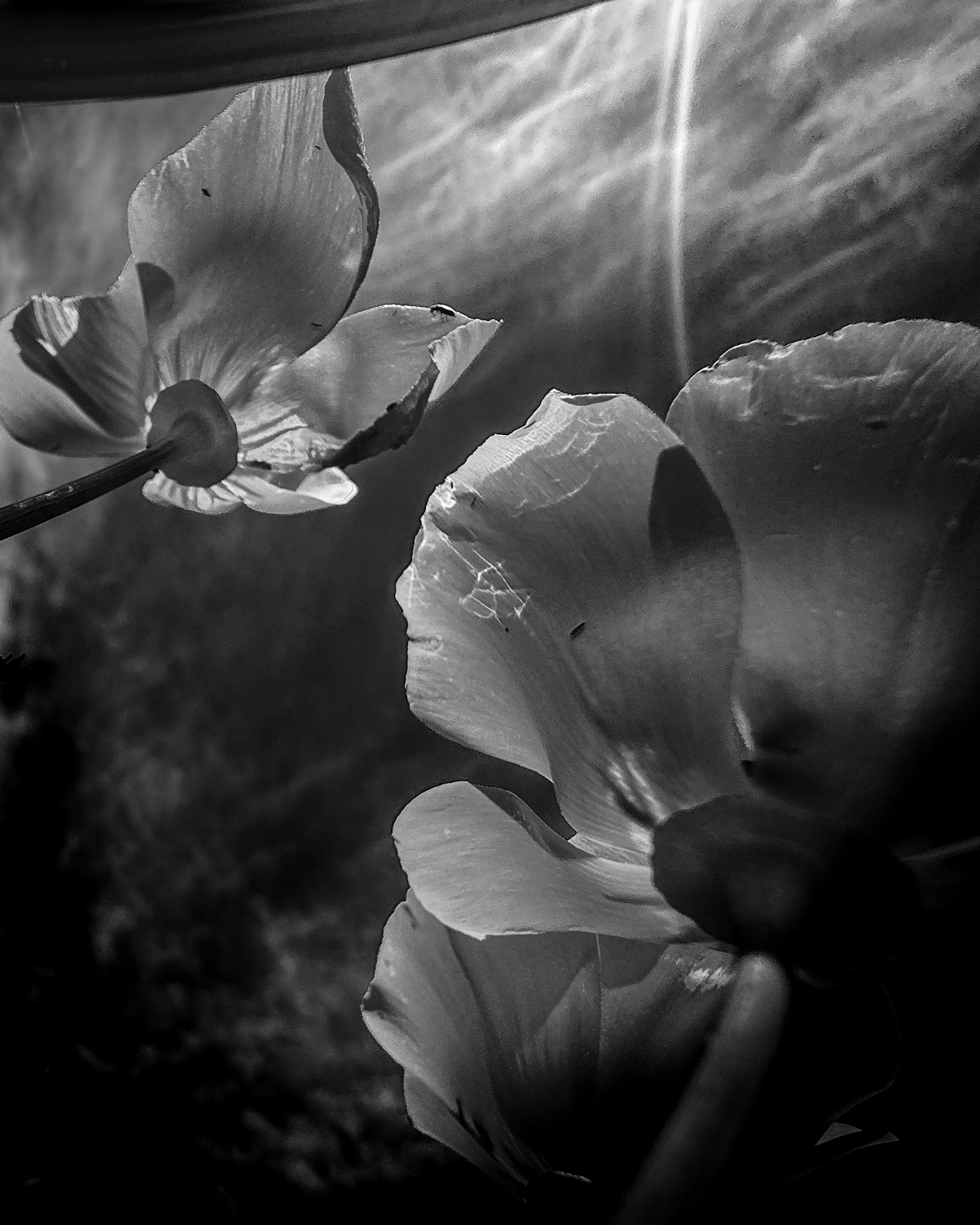 California poppy blooms, wide view — Antelope Valley, California