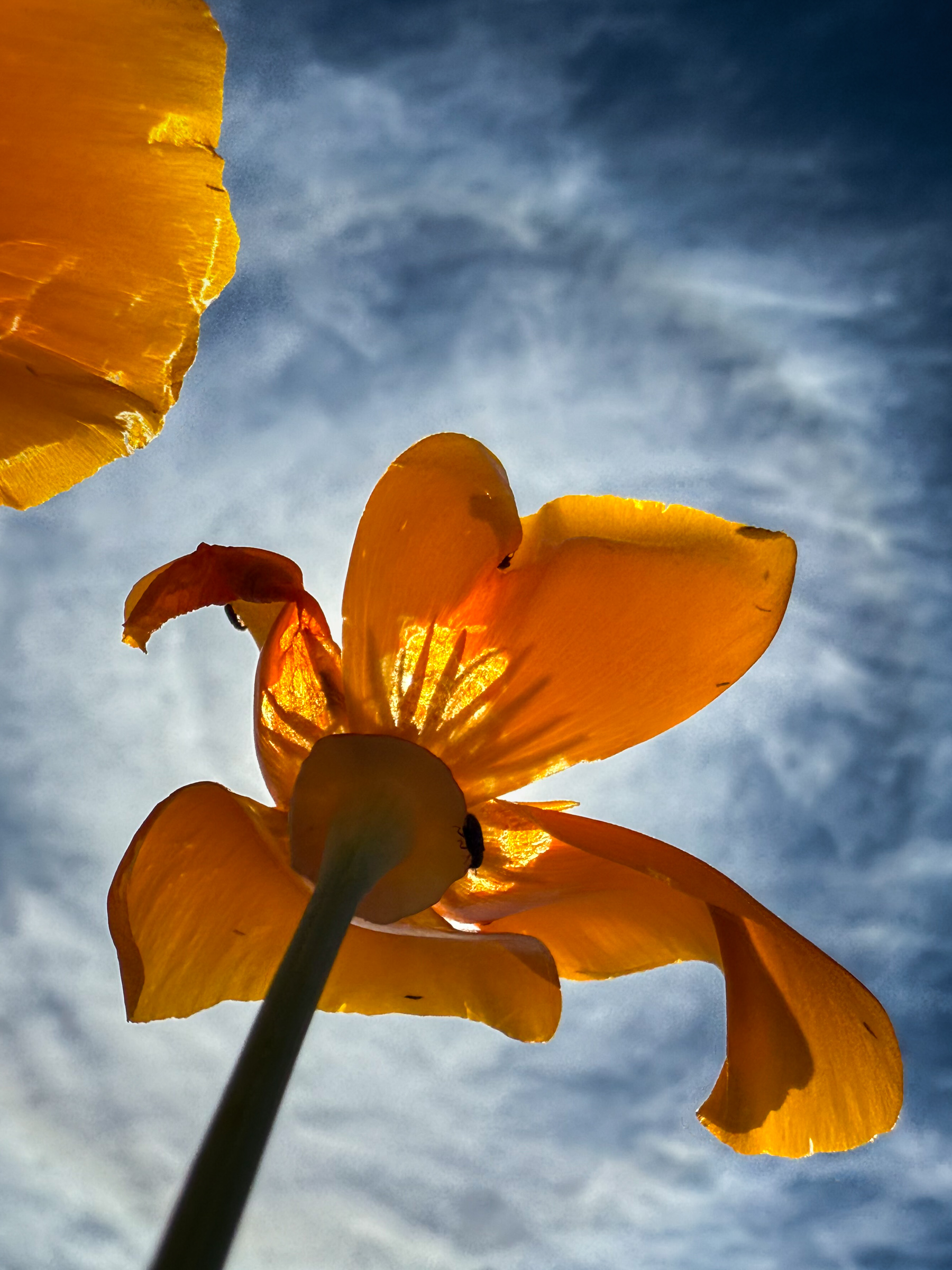 California poppy blooms, color, tight crop — Antelope Valley, California