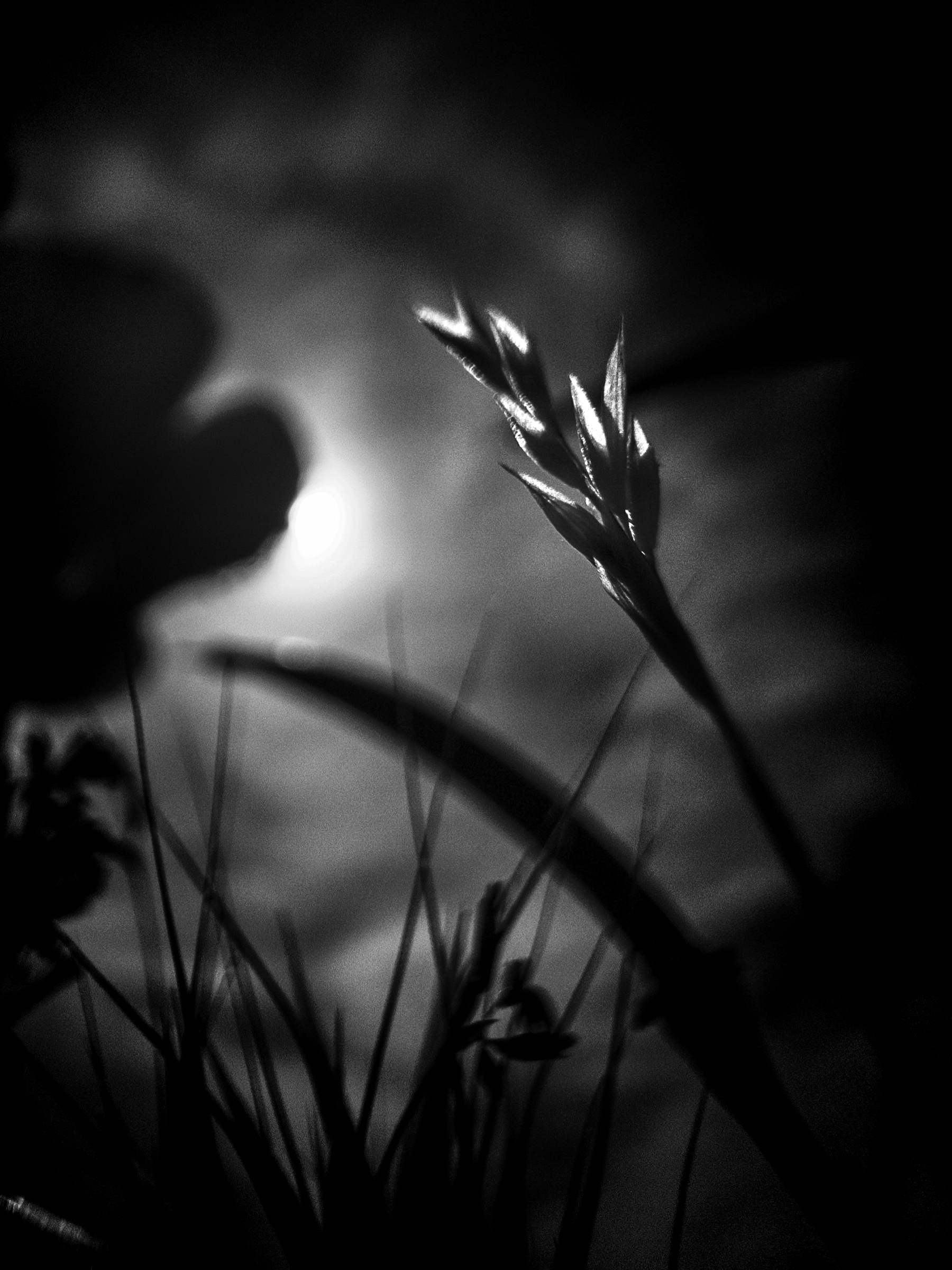 Wheat-like seed head in close detail — Antelope Valley, California