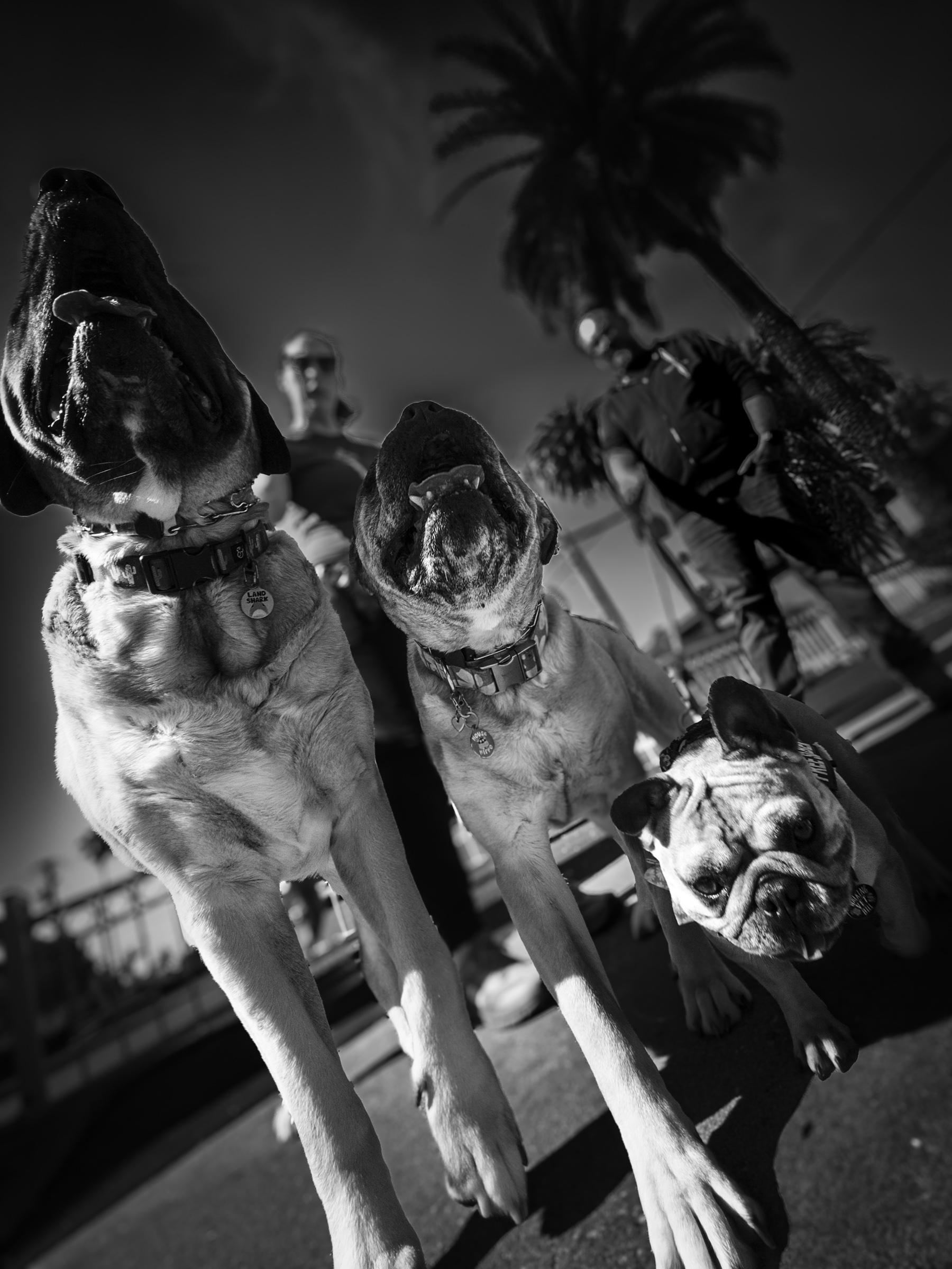 Three dogs sitting together outside Lost Parrot — South Pasadena, California