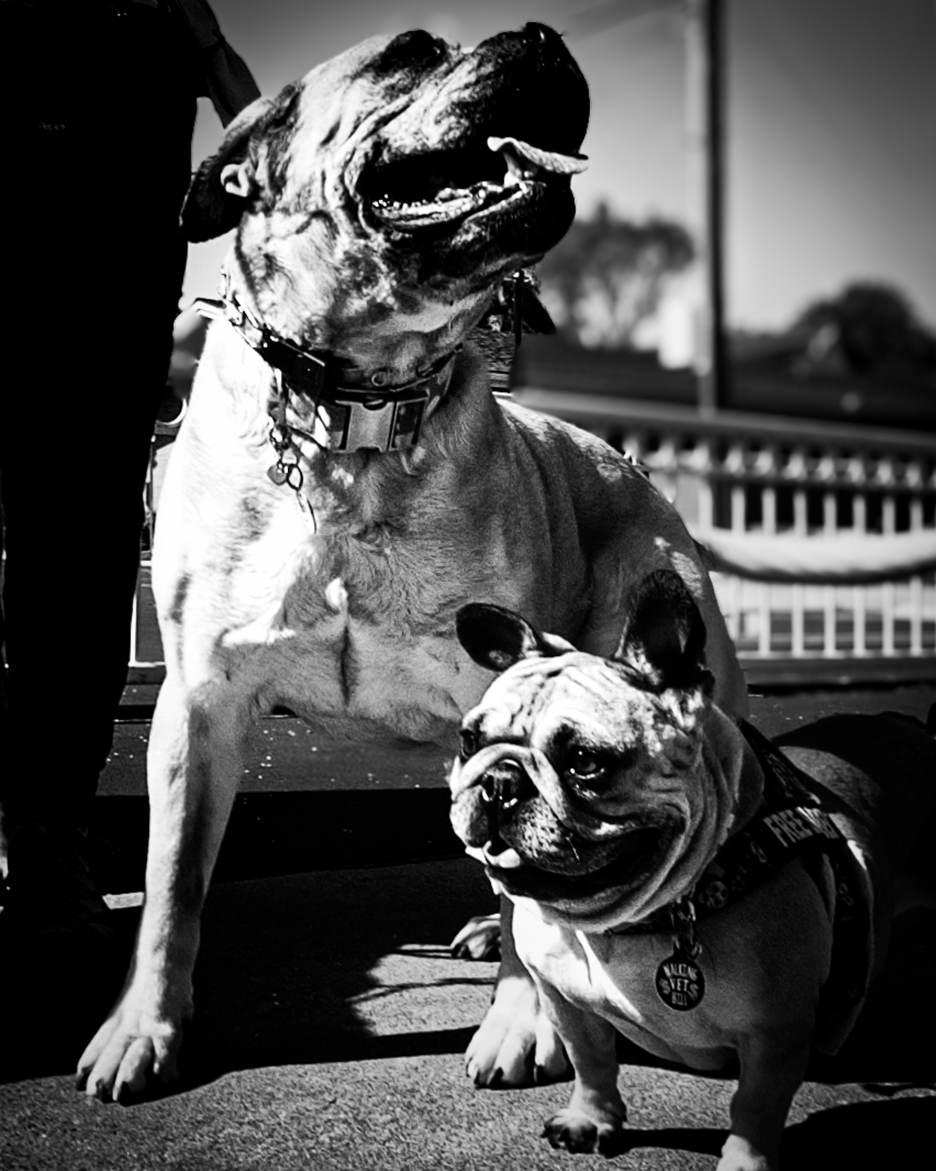 Two dogs together outside Lost Parrot — South Pasadena, California