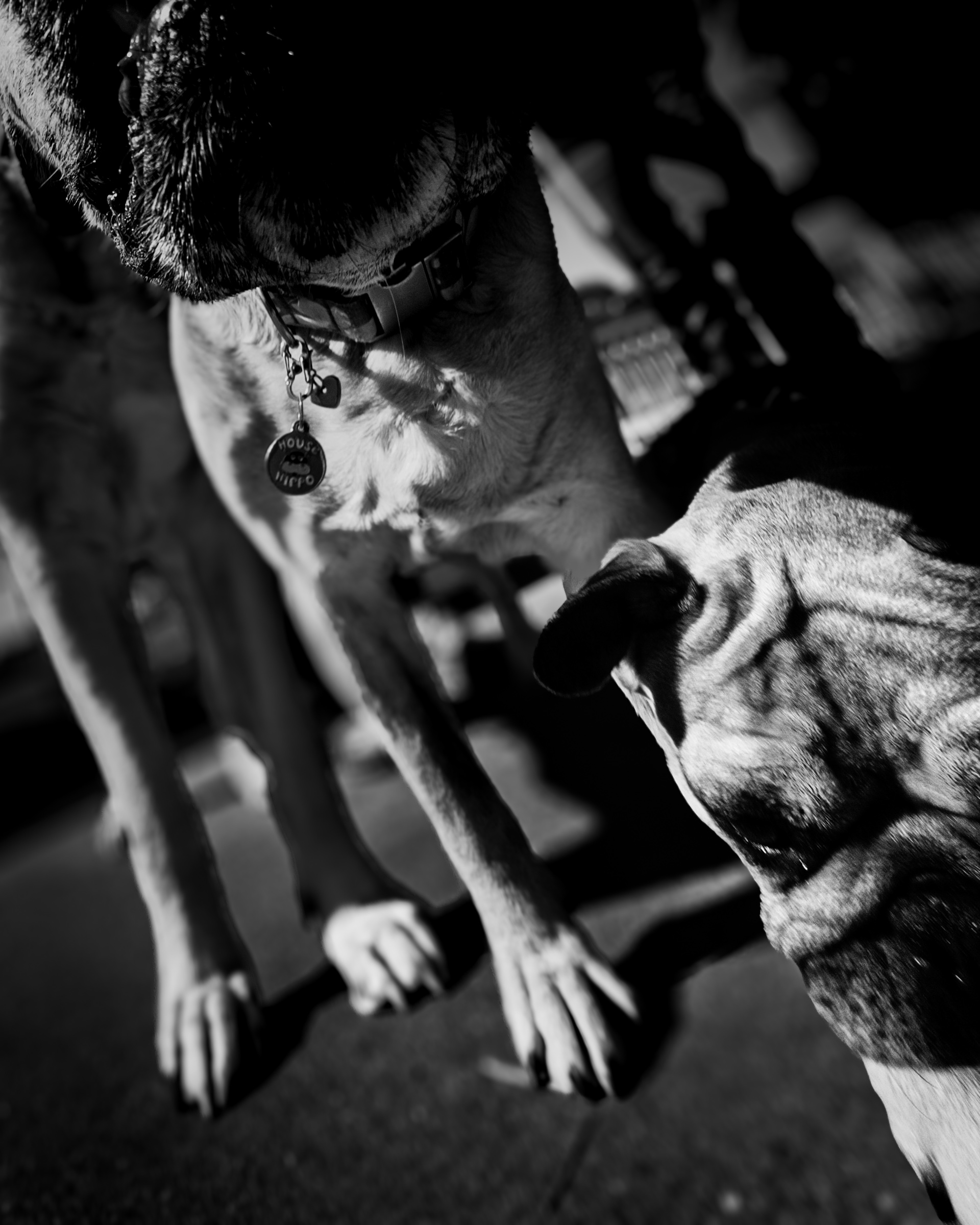 Three dogs in close-up outside Lost Parrot — South Pasadena, California