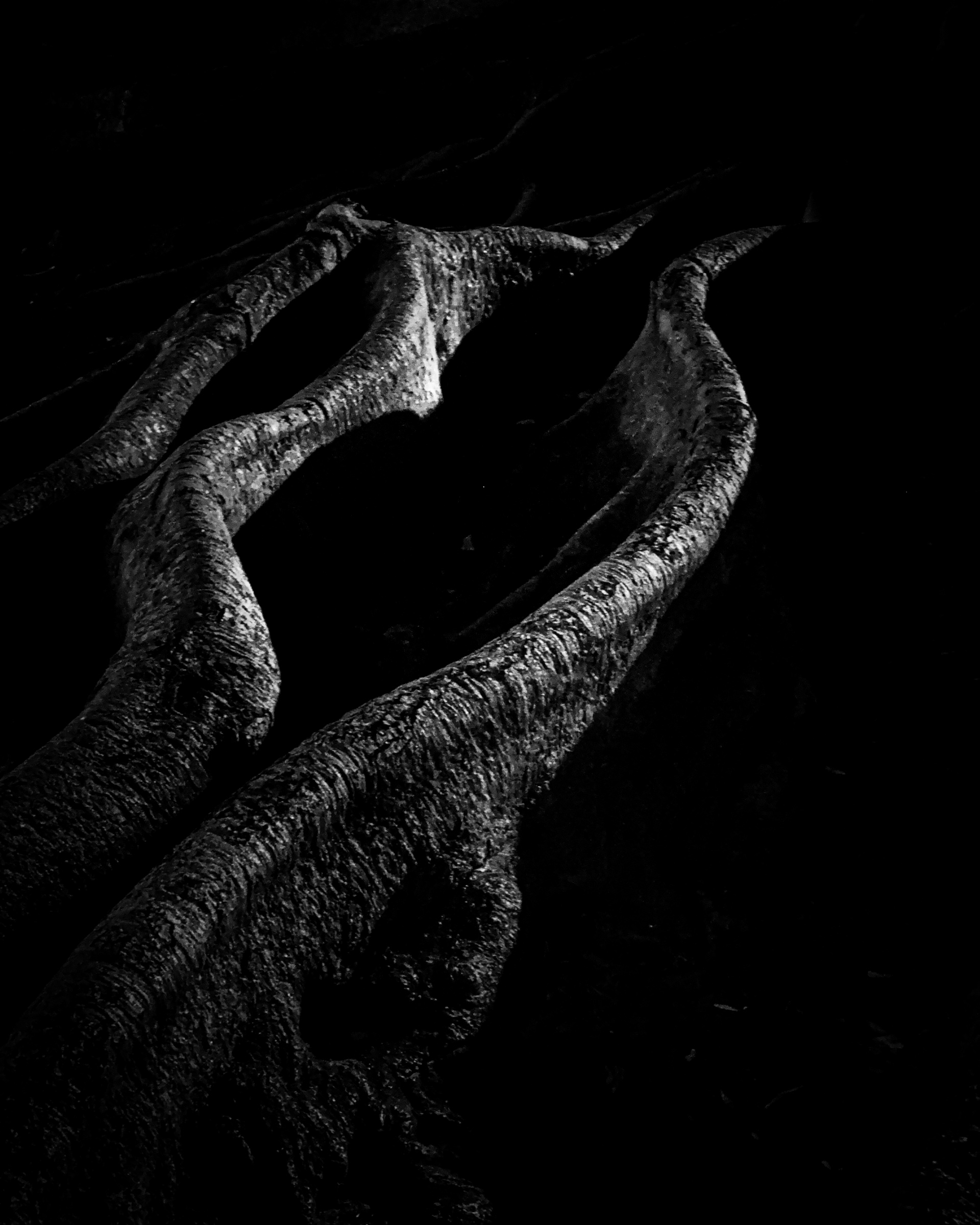 Exposed tree roots at the South Pasadena library — South Pasadena, California