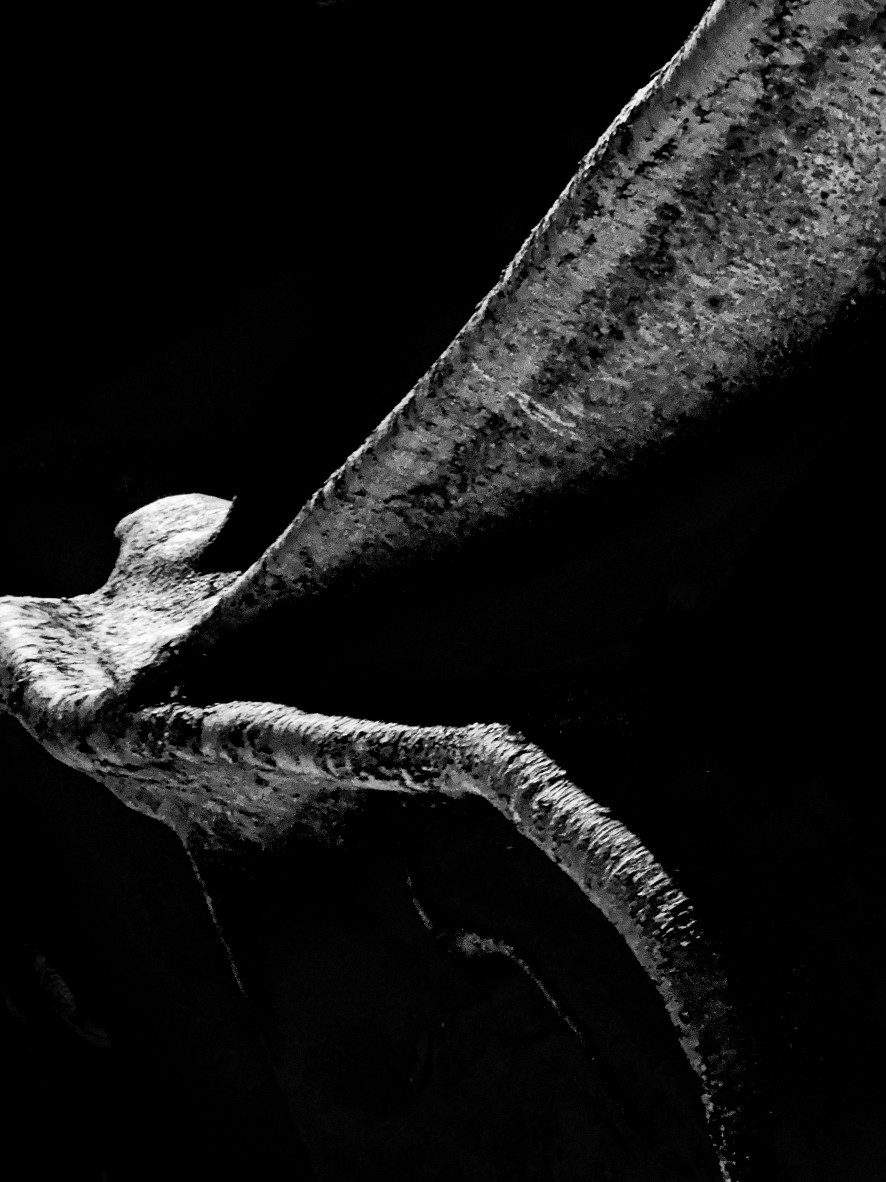Library Tree Roots