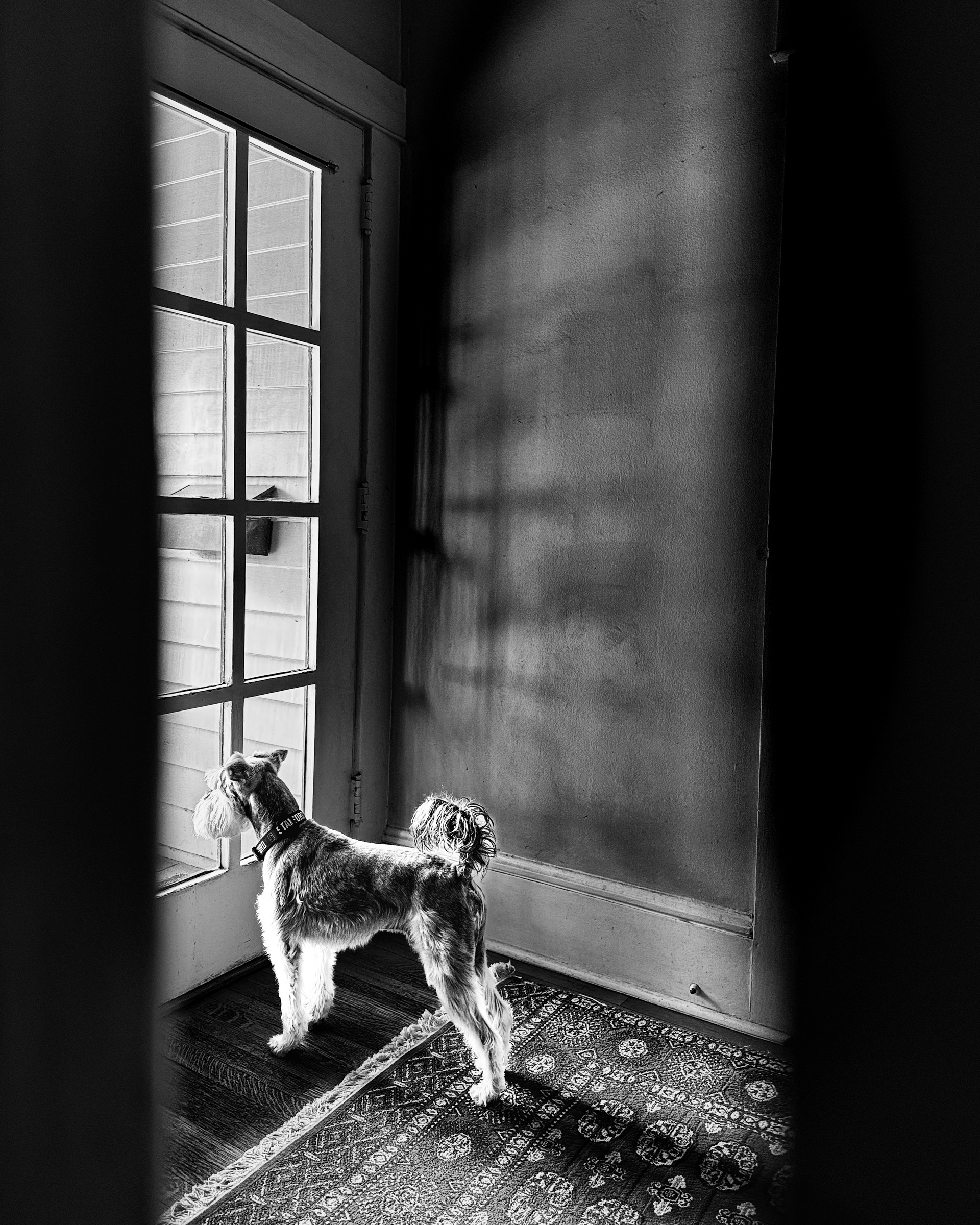 Dog in a doorway — South Pasadena, California