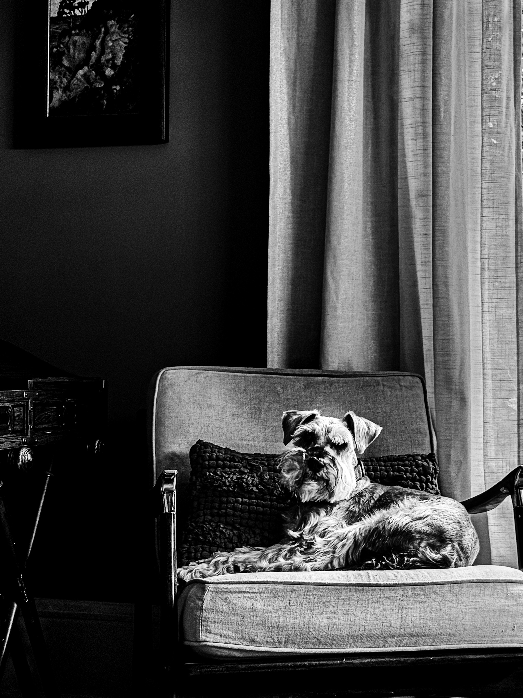 Dog resting in a chair — South Pasadena, California