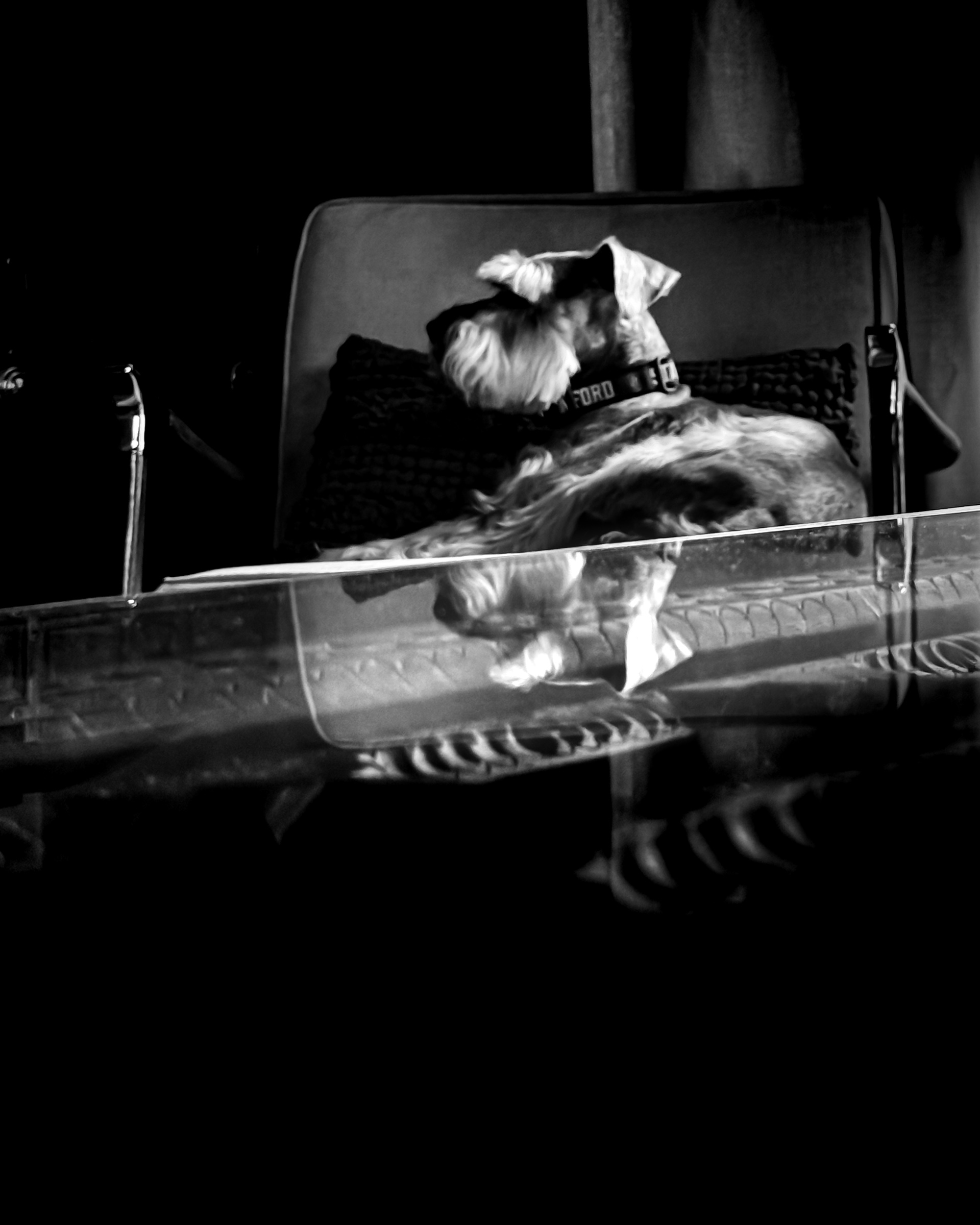 Dog reclining with table reflection below, head raised — South Pasadena, California