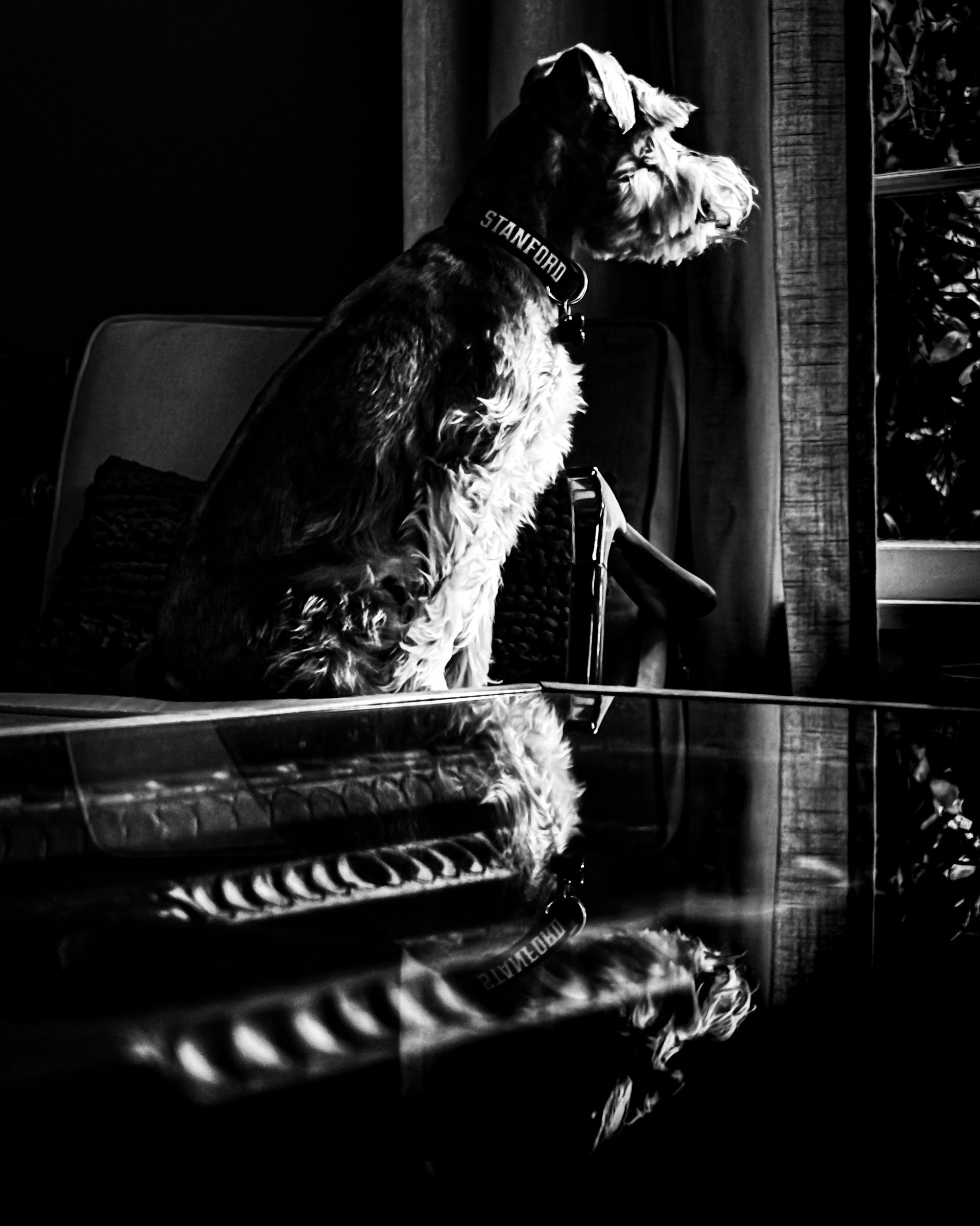 Dog at attention, reflected in table surface, facing window — South Pasadena, California