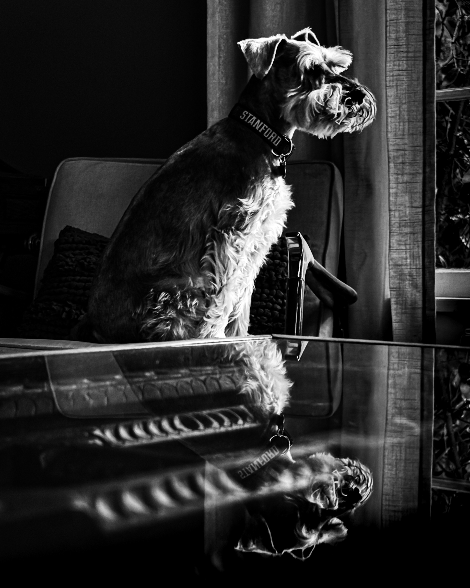 Dog at attention, reflected in table surface, looking over shoulder — South Pasadena, California