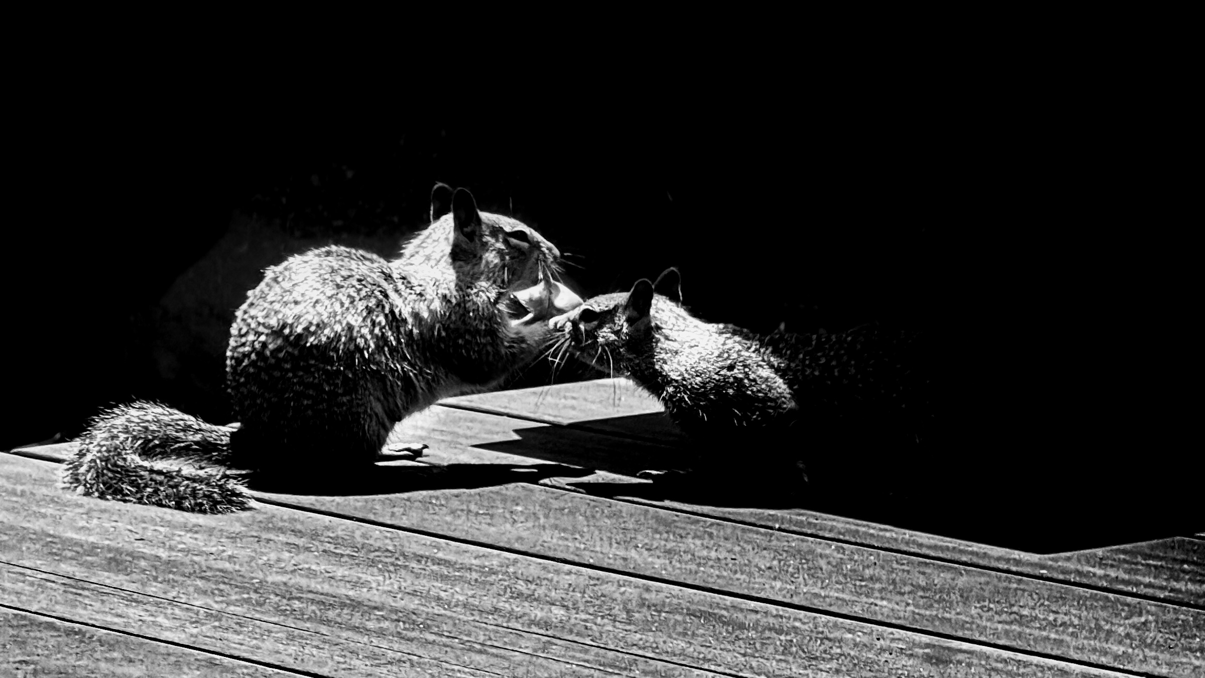Two squirrels on a deck, wide horizontal shot — South Pasadena, California