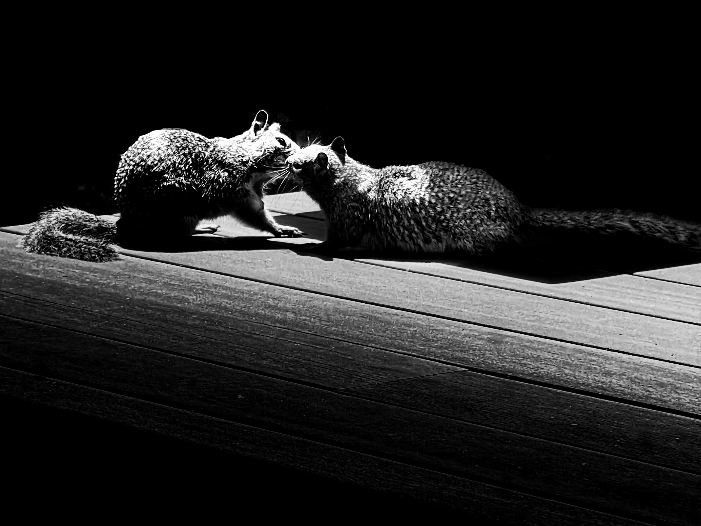 Two squirrels interacting on a deck — South Pasadena, California