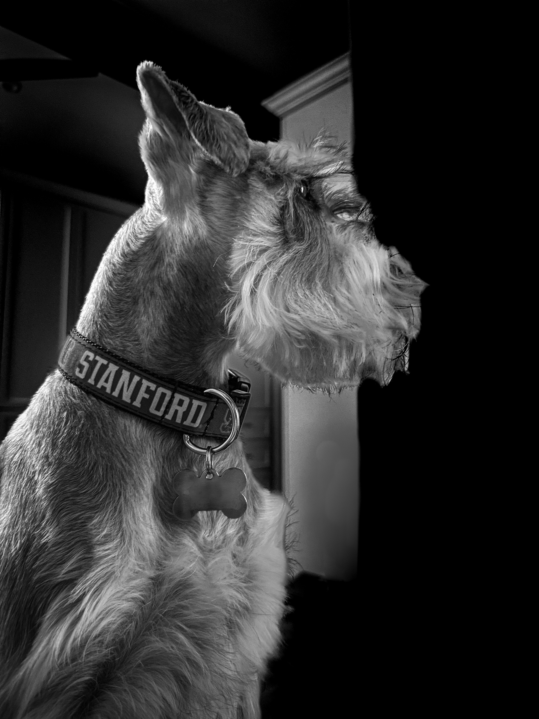 Dog at attention with a charcoal sketch on the wall behind — South Pasadena, California