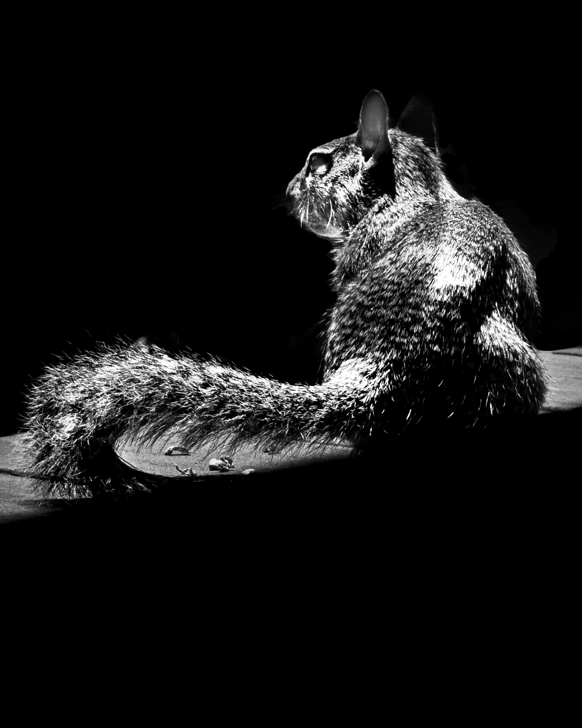 Squirrel with tail raised, looking over shoulder, portrait crop — South Pasadena, California