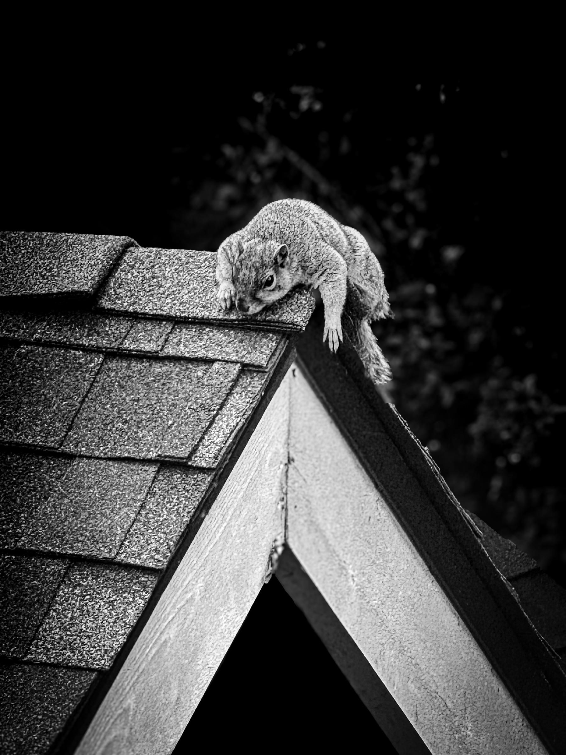 Squirrel sunbathing on house roof peak, splayed flat, claws gripping edge — South Pasadena, California