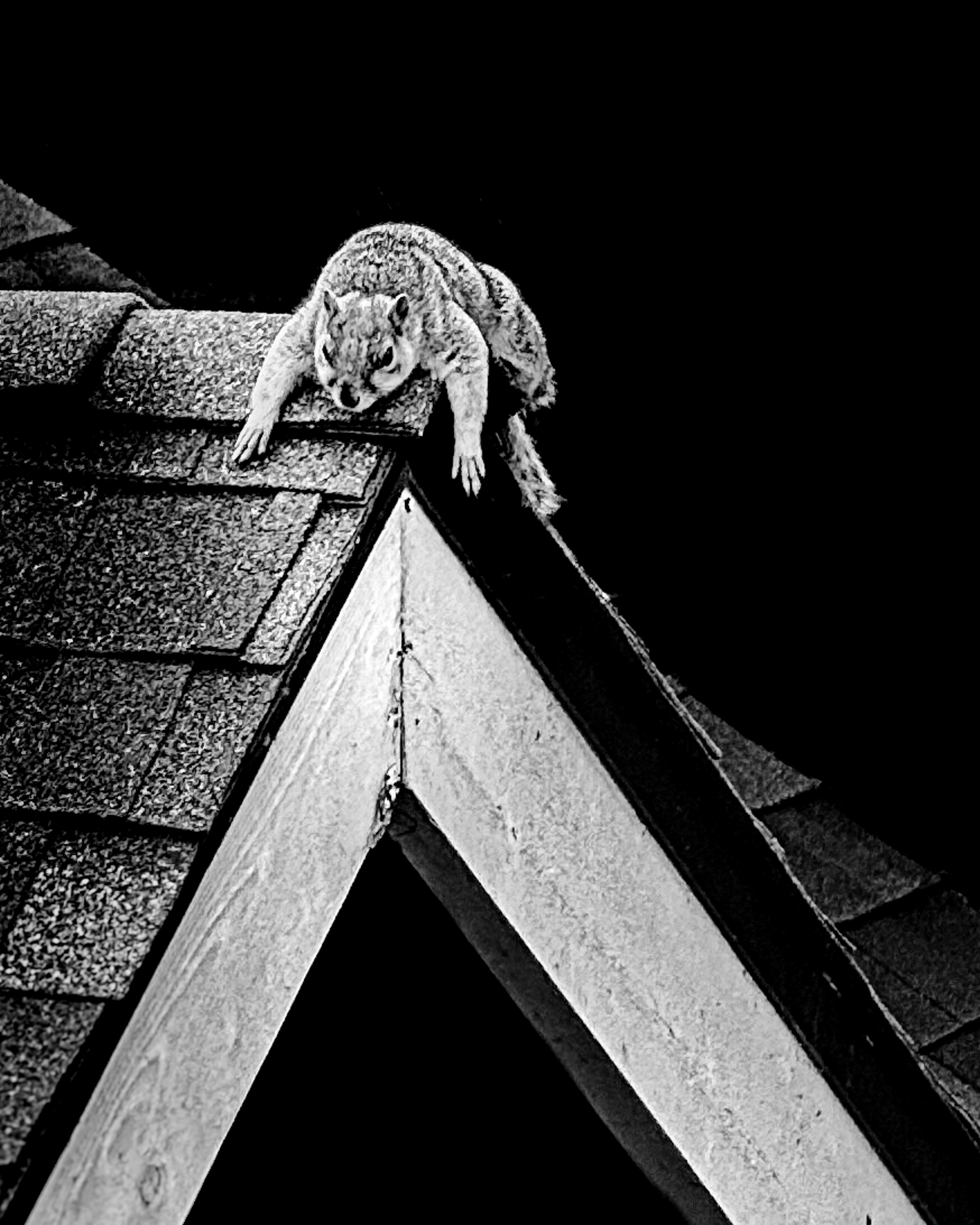 Squirrel crouching on roof peak, low angle upward, black background — South Pasadena, California