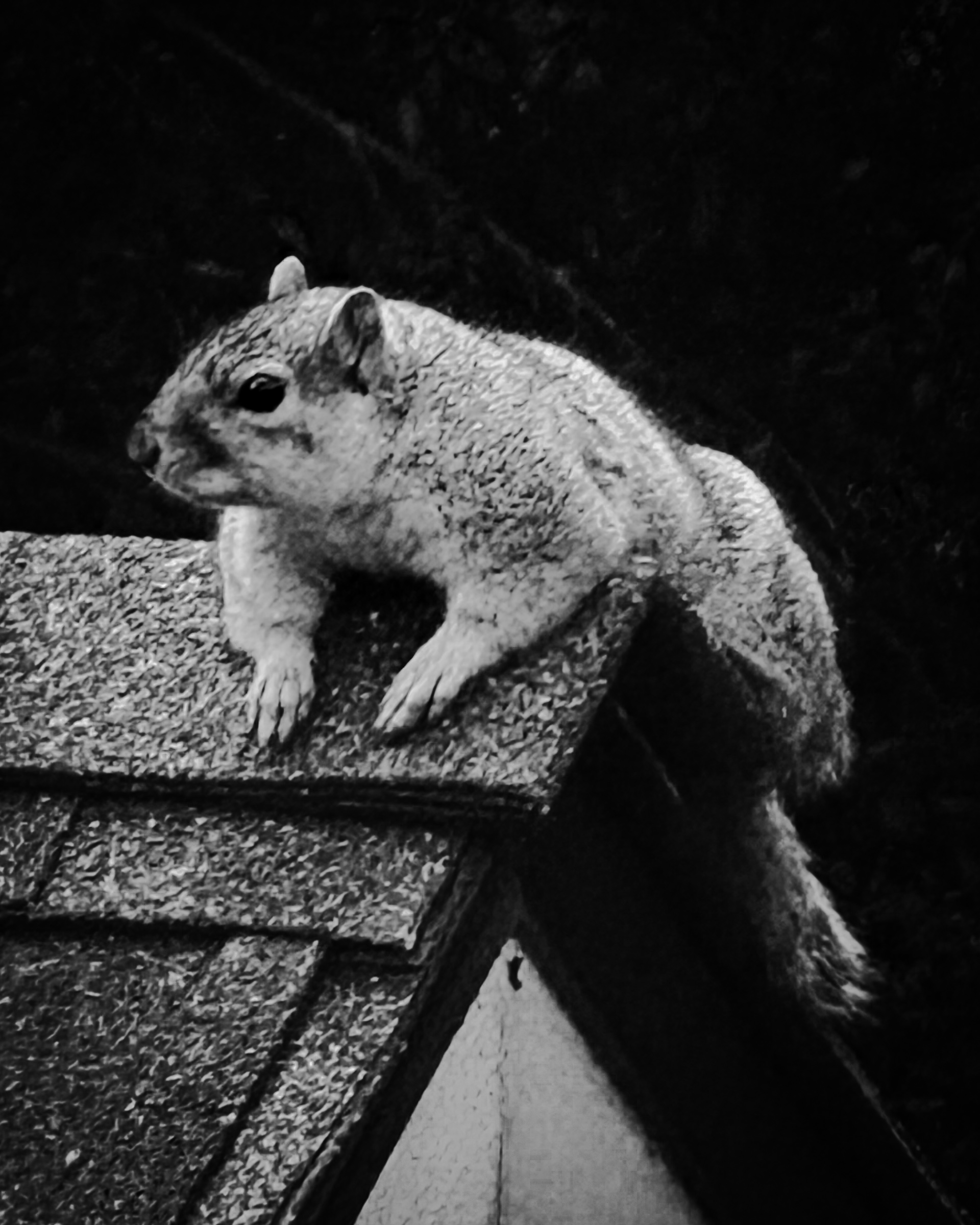 Squirrel with head up crouching on roof peak — South Pasadena, California