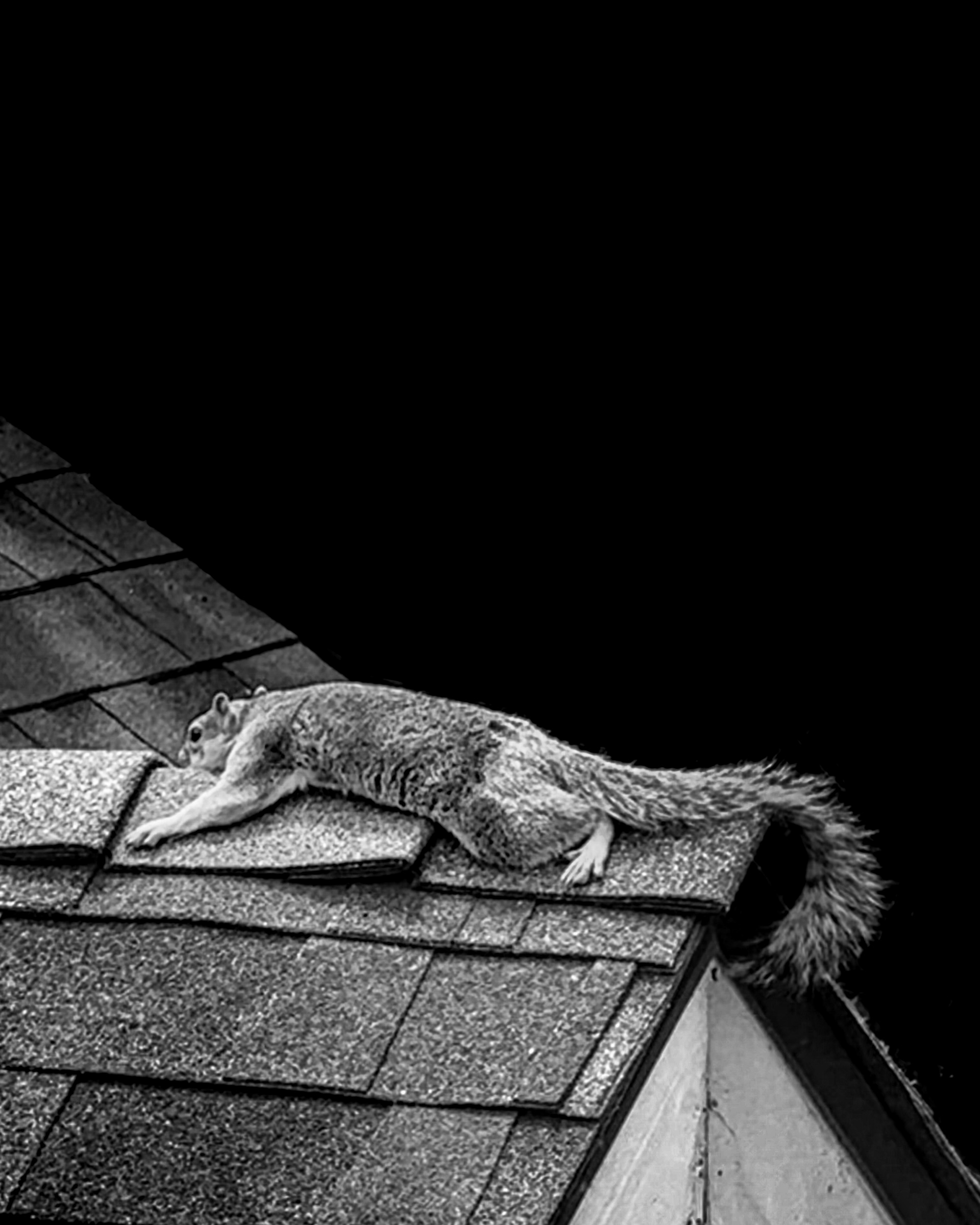 Squirrel laying flat on garage peak — South Pasadena, California