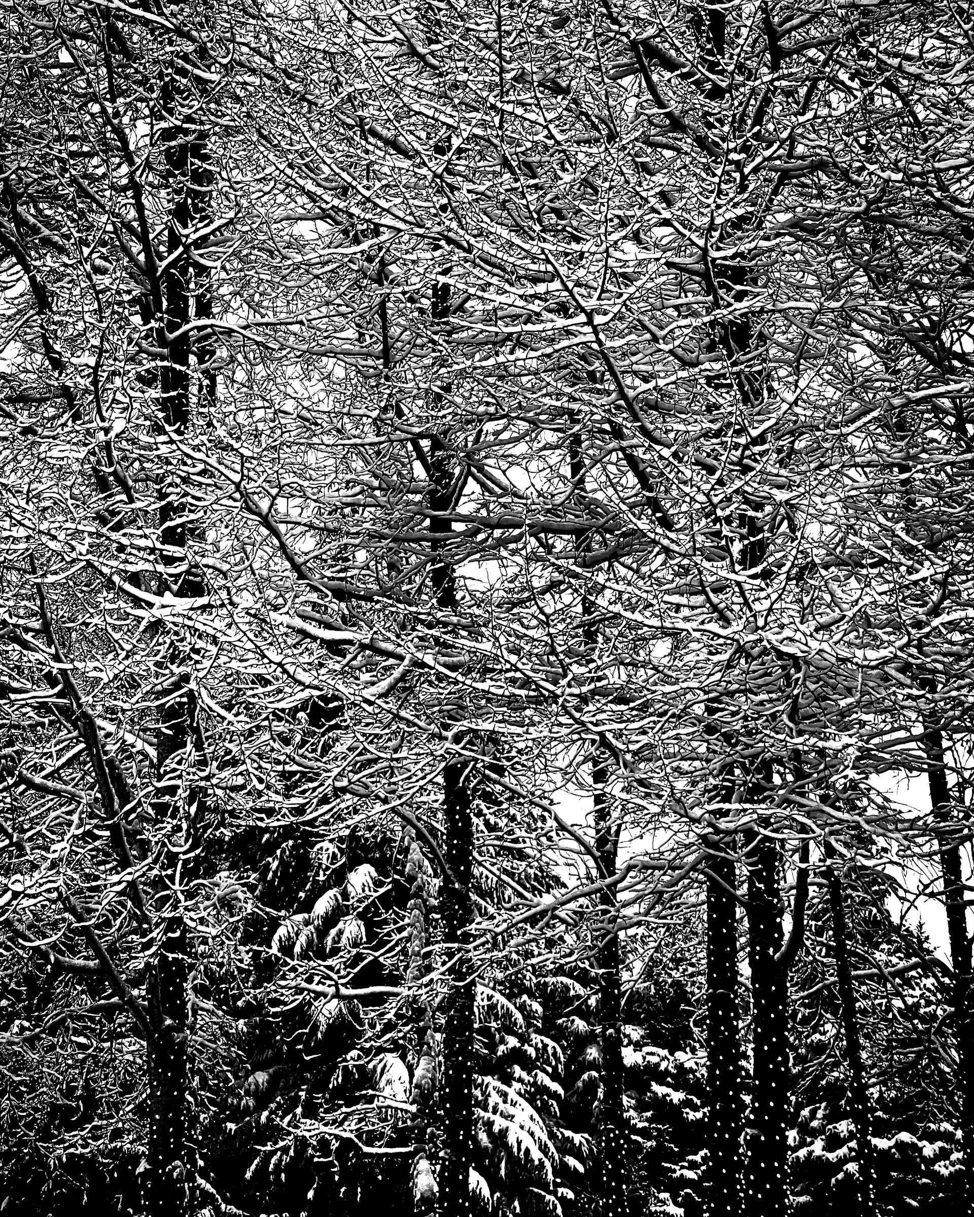Snow-laden tree branches in close detail — Whistler, British Columbia