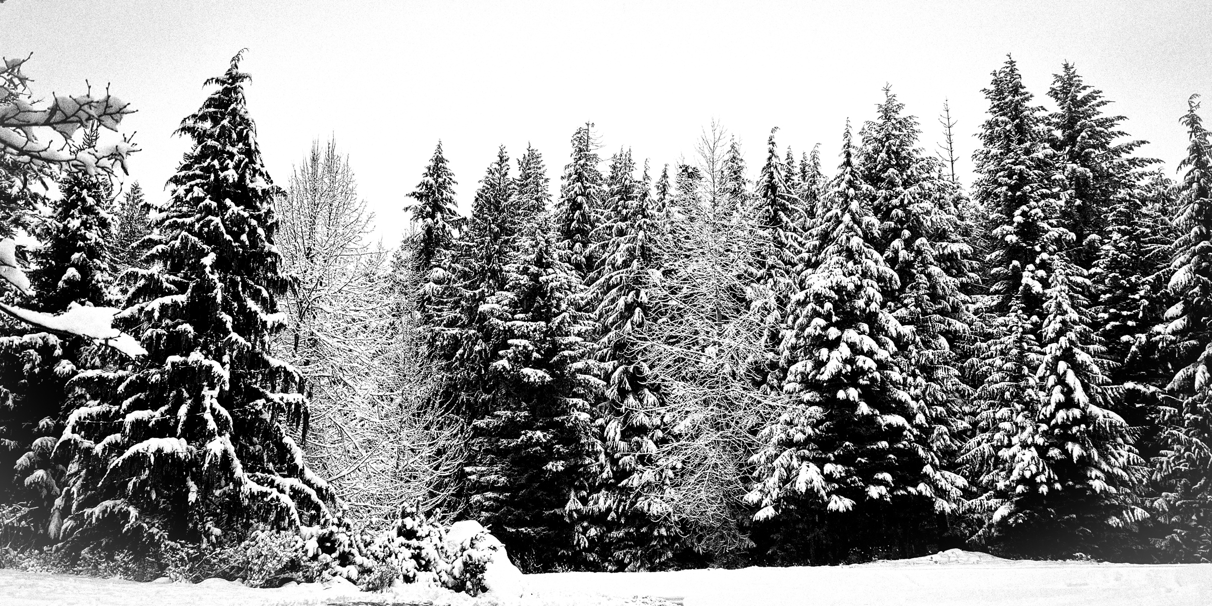Snow-covered tree line against winter sky — Whistler, British Columbia